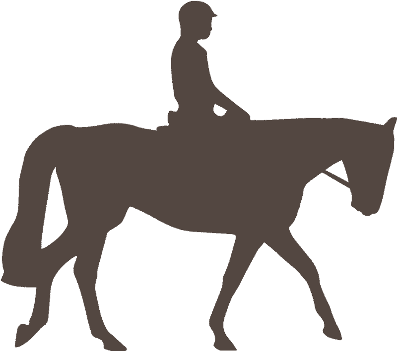 Quiz Galop 3 (Les parties de la tête du cheval) - Equitation