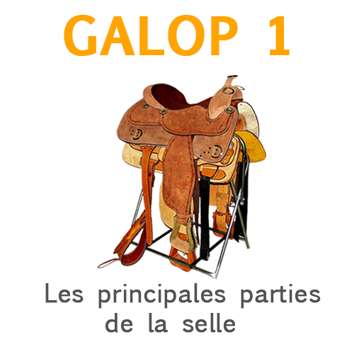 Robes galop 1  Galop 1, Cheval galop, Galop