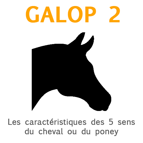 LA THEORIE DU GALOP 2, on révise ensemble ? - DWH 2.0 