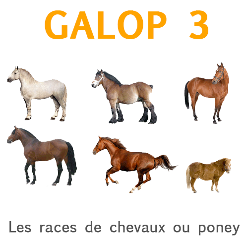Exercice galop 3 - TwoL&Chevaux