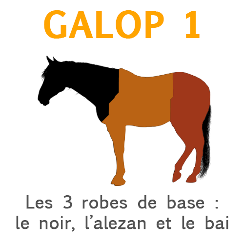Quiz Passer son galop 2 officiel - Galop 1, Equitation, Chevaux